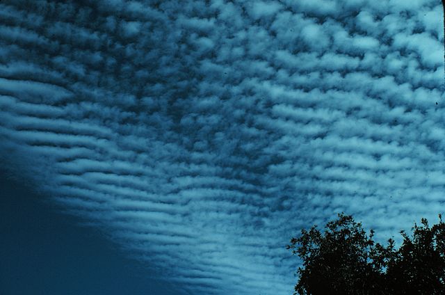 altocumulus